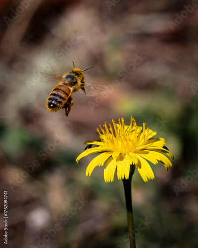 Close-up of Bee on Flower, Nature Photography