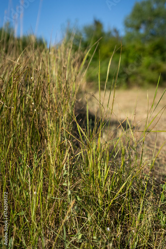 Yellowed grass in a clearing near a green forest. Grass close-up. A sunny summer day. A dry steppe glade.