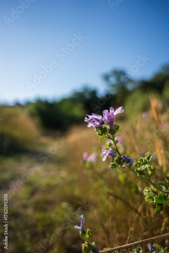 A small purple flower in a clearing near a green forest. A plant in close-up. A sunny summer day. A dry steppe glade.