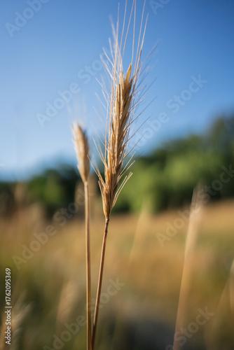 Yellow ears of corn in a clearing near a green forest. Grass close-up. A sunny summer day. A dry steppe glade.