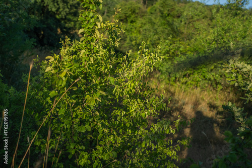 A large green bush in a clearing near the forest. A sunny summer day.