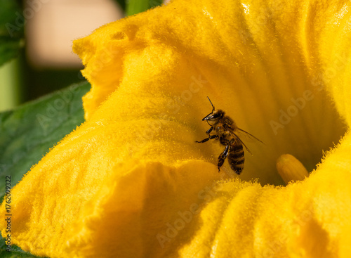 Close view of a western honey bee (Apis mellifera) crawling out of a pumpkin blossom in a vegetable garden