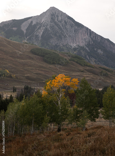 Photography Yellow tree in the autumn beneath mount crested butte in Colorado