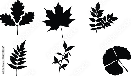 Leaf silhouette collection, botanical vector set, oak, maple, compound leaf, nature illustration, foliage shapes, black leaves, isolated icons