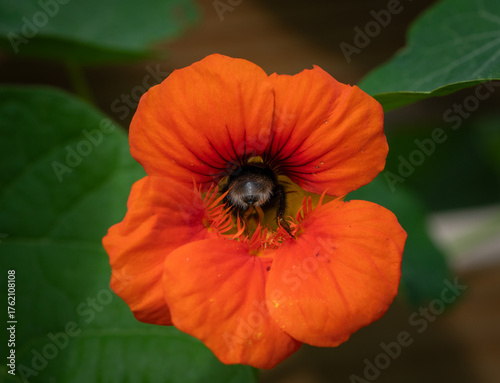 Bumblebee pollinating a red orange nasturtium blossom in a home garden