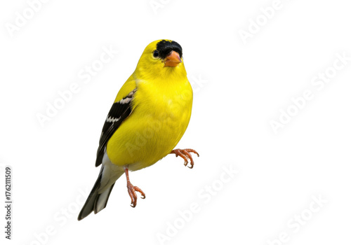 Isolated American Goldfinch perched, bright yellow male songbird in plumage, wild, North America
