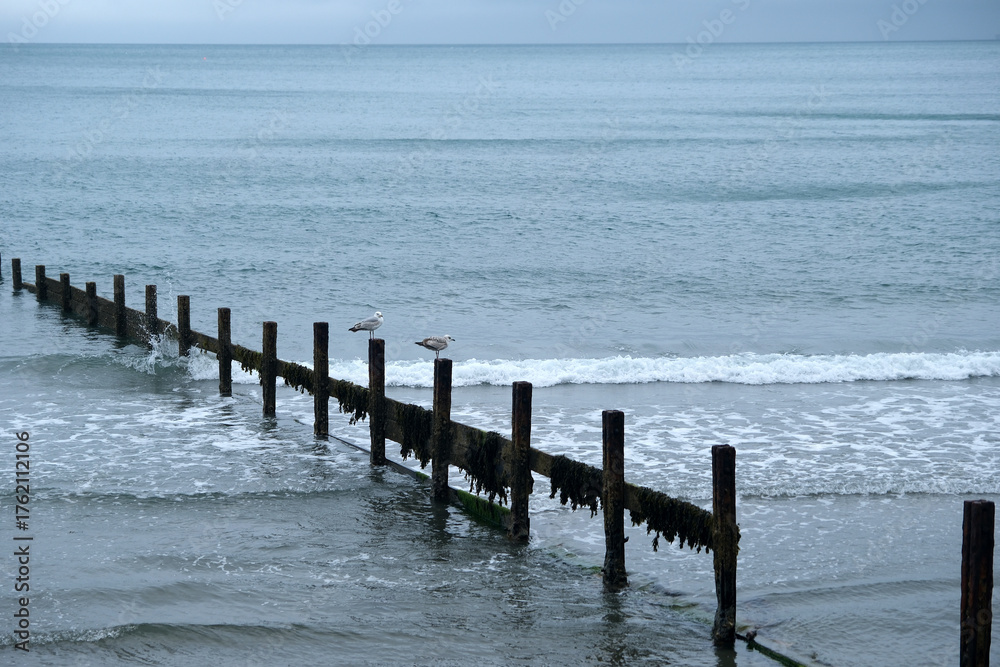 Fototapeta premium Seagulls perched on weathered posts along the serene coastline at dusk near the calm ocean waves