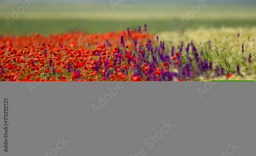 A field of blooming red poppies, sage and barley captured in soft morning light