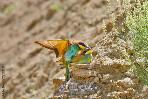 A pair of European bee-eaters (Merops apiaster) mating on a rock cliff against a blurred background