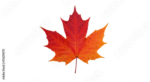 Vibrant maple leaf with stunning autumn colors creates a warm seasonal feeling, ideal for Thanksgiving and fall projects, available for licensing now