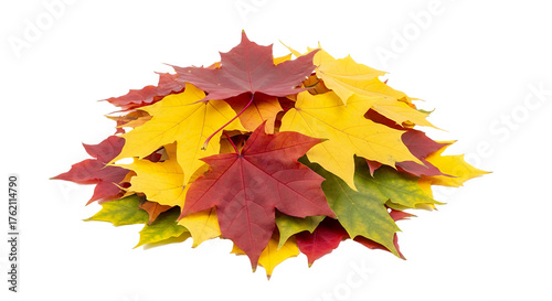 Capture the essence of autumn with vibrant maple leaves in shades of red, yellow, and green, perfect for seasonal designs and fall-themed projects