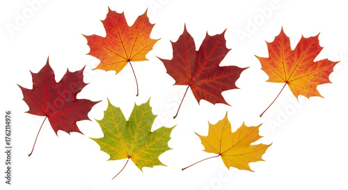 Vibrant autumn maple leaves showcasing seasonal color changes, perfect for fall designs and Thanksgiving promotions, adding a touch of nature's beauty