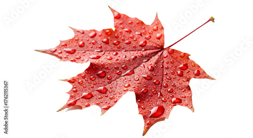 Vibrant red maple leaf glistening with water droplets, perfect for autumn designs and seasonal projects, capturing nature's beauty