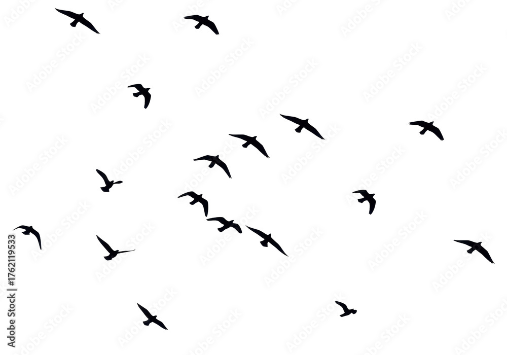 Obraz premium Flock of birds flying in the air isolated background