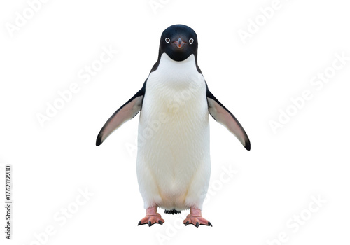 Adelie penguin standing isolated PNG on transparent background, Antarctic bird with black head and white belly for design use