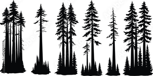 Pine tree silhouette, conifer forest illustration, black fir trees, nature landscape, evergreen woods, wilderness art, r scene