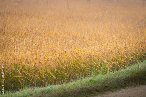 Golden yellow rice ears of rice growing in autumn paddy field, agriculture concept, lombardy,Pavia ,Italy