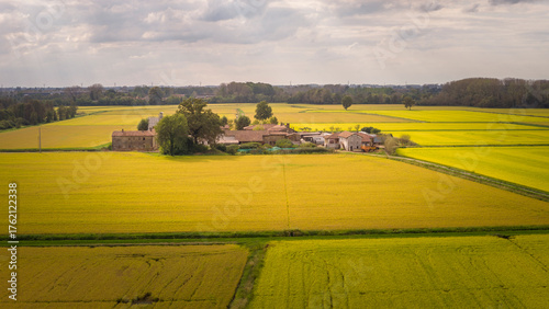 Aerial view of a vast golden rice fields in autumn, in the middle big farm, agriculture concept, lombardy,Pavia ,Italy
