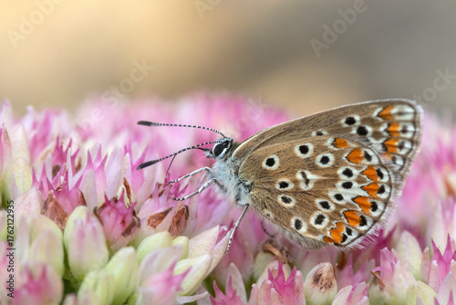 Brown Argus (Aricia agestis) on Hylotelephium 'Herbstfreude' (Pink Sedum)