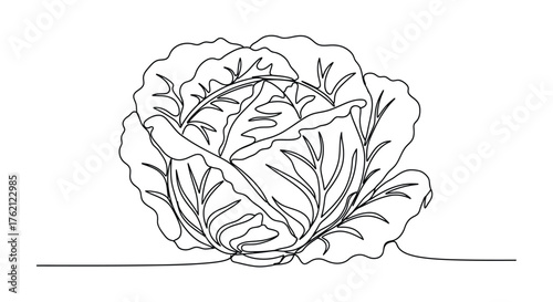 Cabbage line drawing vegetable food