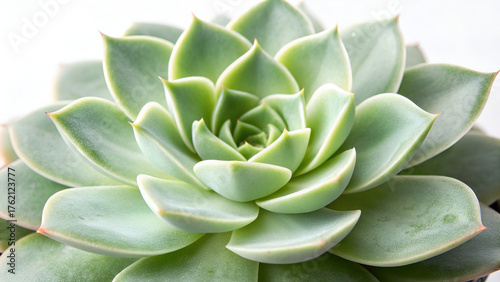 close up succulent green leaves on a white background