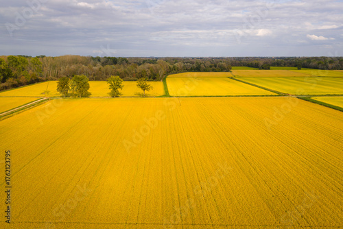Aerial view of a vast golden rice fields in autumn, background overcast sky, agriculture concept, lombardy,Pavia ,Italy