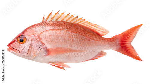 A red snapper with sharp fins and pinkish-red body, isolated on a transparent background