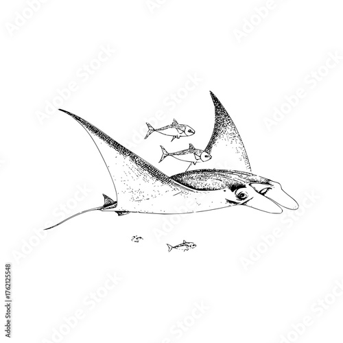 Illustration of a manta ray swimming with smaller fish in a monochrome line drawing style underwater scene