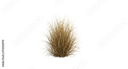 Tall ornamental grass clump with feathery plumes and dry straw-like stems, isolated on a white or transparent background, cutout, PNG