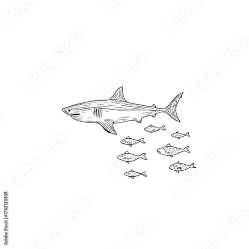 Illustration of a shark swimming above a school of smaller fish in a monochrome drawing style