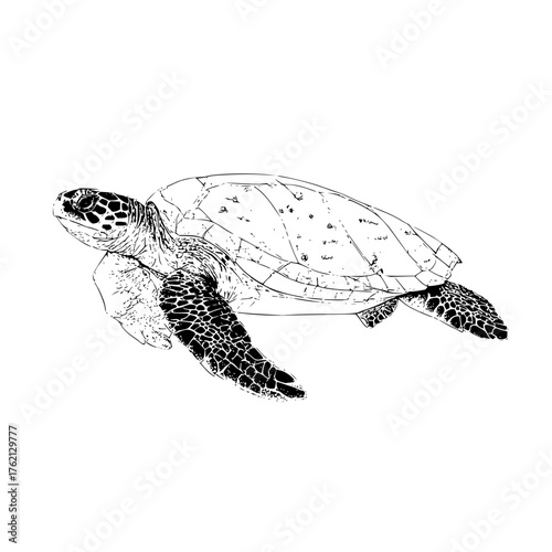 Detailed monochrome line drawing of a sea turtle swimming with patterned flippers and shell markings