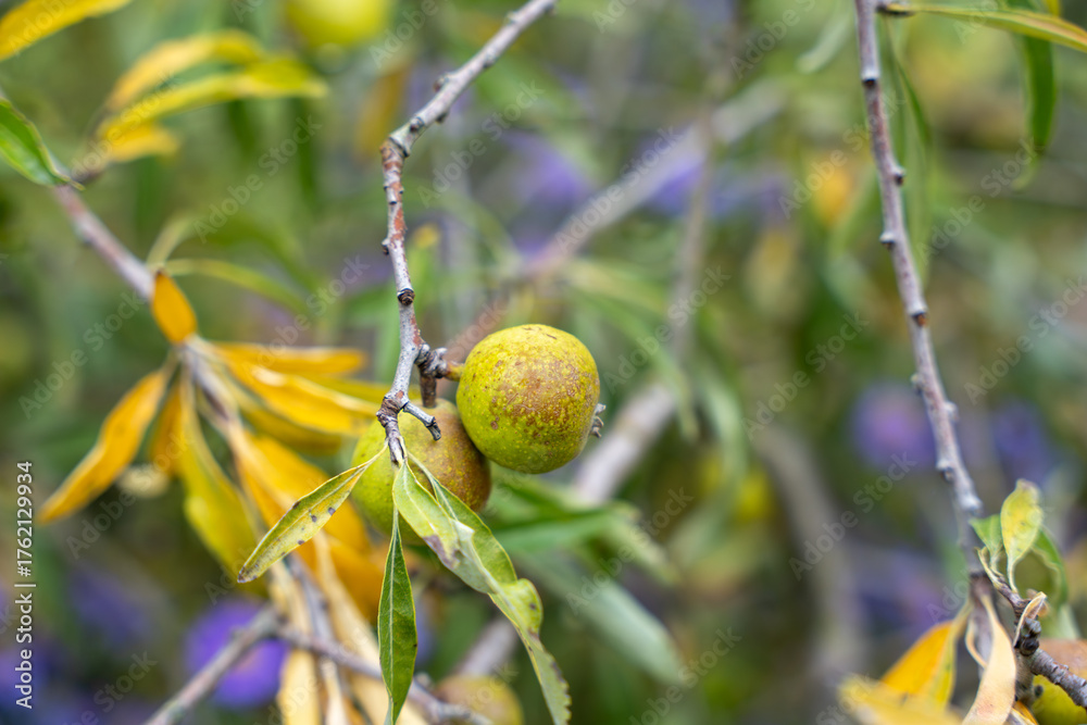 Obraz premium Two greenish-yellow fruits hang on a branch surrounded by fading leaves. Signs of autumn appear with yellowing foliage.