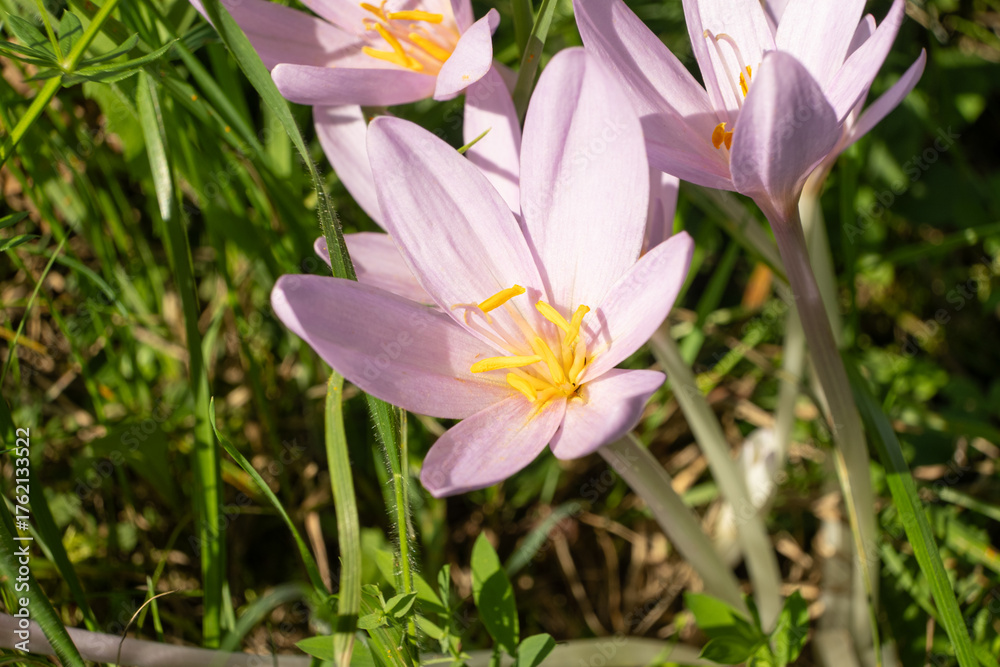 Fototapeta premium Colchicum alpinum Flower in Alpine Meadow