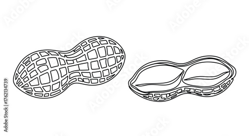 Peanut and split peanut illustration food legume