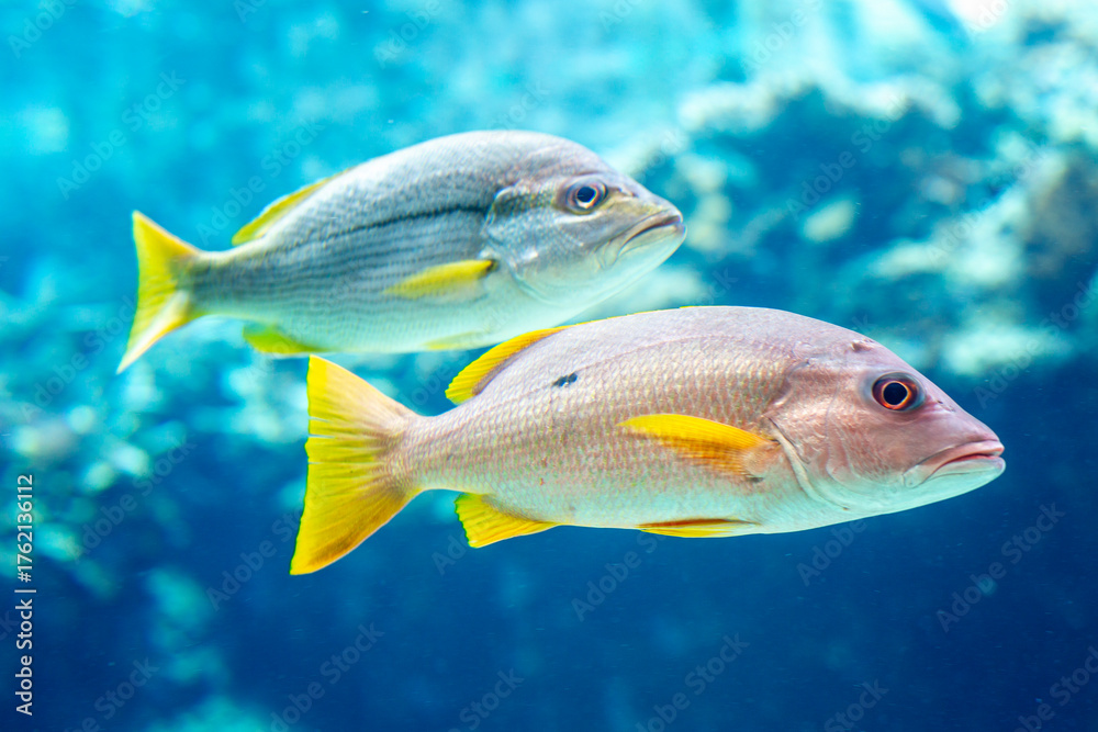 Naklejka premium Two beautiful fish, blue and pink, in the blue water of an oceanarium. Close-up.