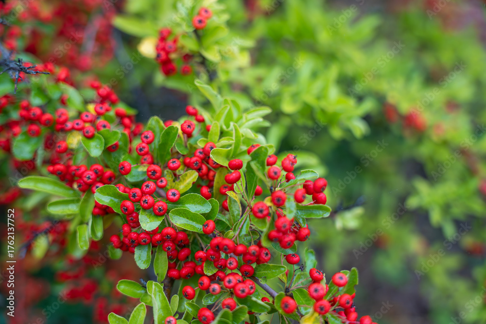 Obraz premium Close-up of Pyracantha coccinea berries among glossy green leaves. The bright fruit adds contrast and texture to the garden scene.