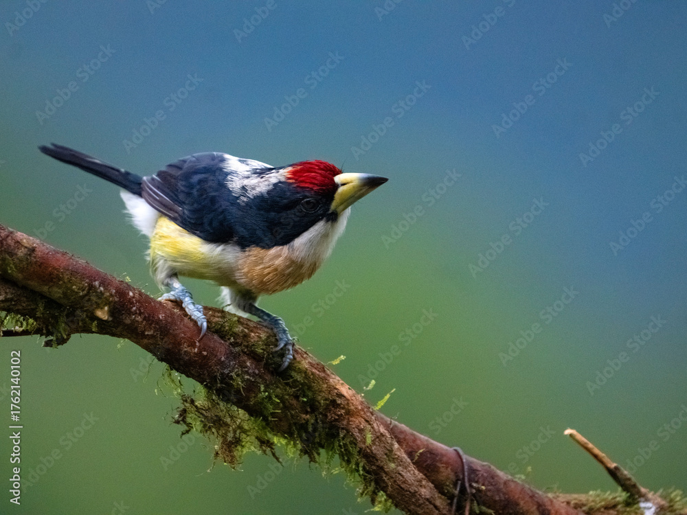 Fototapeta premium White-mantled Barbet (Capito hypoleucus) in the colombian forest