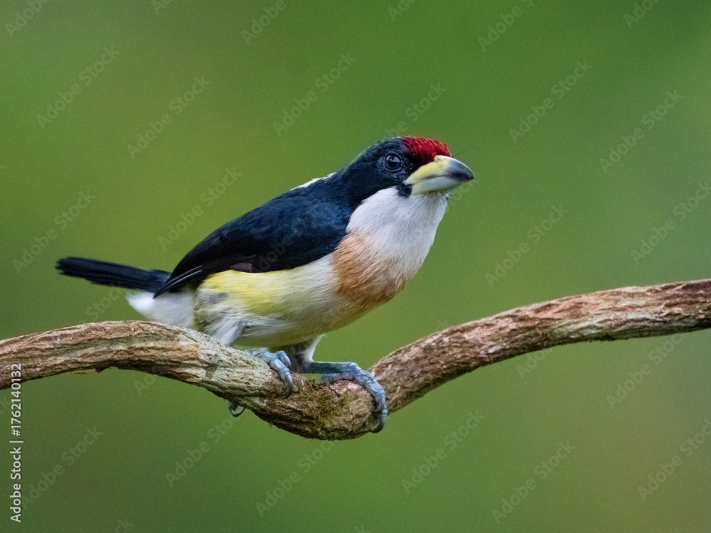 Fototapeta premium White-mantled Barbet (Capito hypoleucus) in the colombian forest