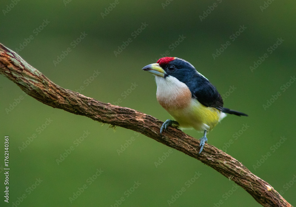 Obraz premium White-mantled Barbet (Capito hypoleucus) in the colombian forest