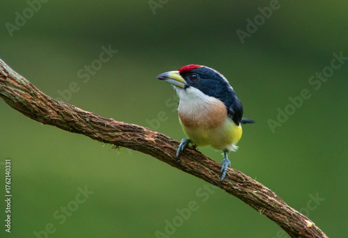 White-mantled Barbet (Capito hypoleucus) in the colombian forest