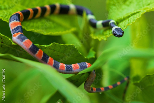 forest flame snake (Oxyrhopus petolarius) in the colombian jungle