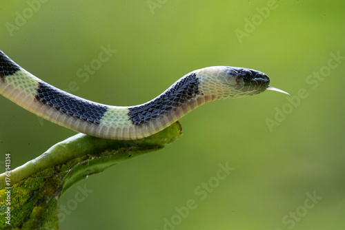 forest flame snake (Oxyrhopus petolarius) in the colombian jungle