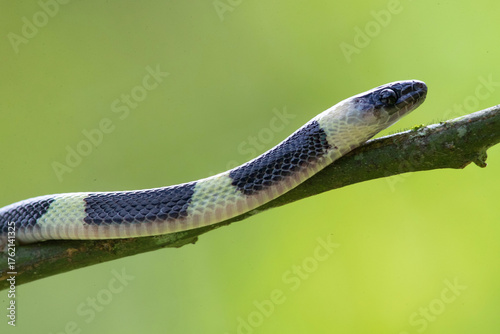 forest flame snake (Oxyrhopus petolarius) in the colombian jungle