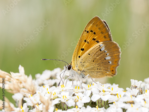 Photos Cuivré de la Verge-d’or (Lycaena virgaureae) butinant une fleur alpine à Tignes,