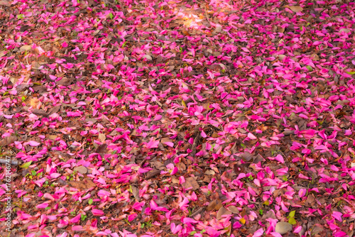 鮮烈な色彩、紅の花の絨毯