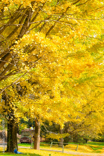 黄金の絨毯へ誘う、光のイチョウ並木
