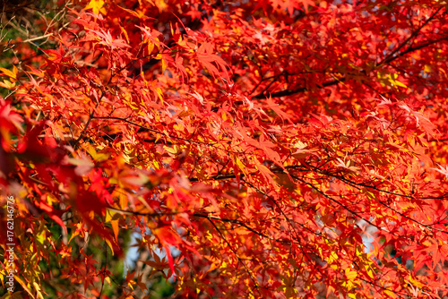 燃えるような紅葉のきらめき