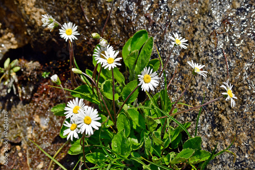 Austria, Alpine