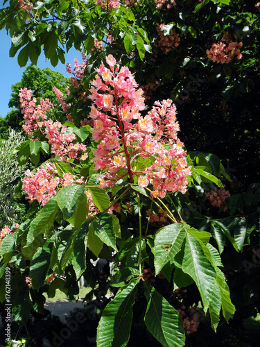 Austria, Chestnut