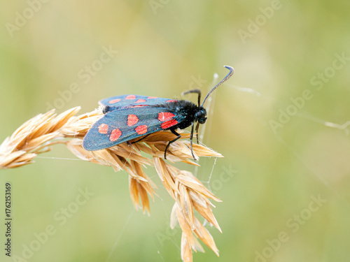 Zygaena transalpina – Zygène transalpine sur graminée, Tignes, Savoie